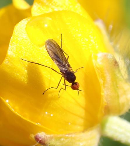Rhamphomyia sp.